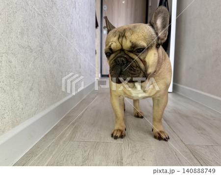 A fawn-colored French bulldog dog in a close-up home environment A fawn-colored French bulldog dog in a close-up home environment 140888749