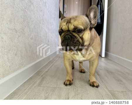 A fawn-colored French bulldog dog in a close-up home environment 140888758