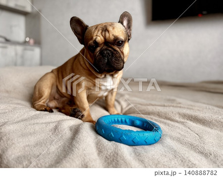 A cute, contented French bulldog of fawn color lies on a bed with a beige bedspread in a close-up home environment A cute, contented French bulldog of fawn color lies on a bed with a beige bedspread in a close-up home environment 140888782