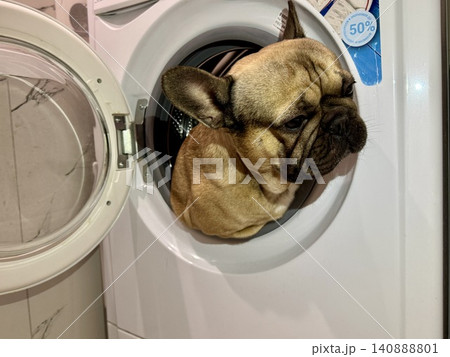 A fawn-colored French bulldog dog in a close-up home environment A fawn-colored French bulldog dog in a close-up home environment 140888801