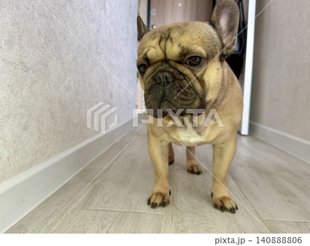 A fawn-colored French bulldog dog in a close-up home environment A fawn-colored French bulldog dog in a close-up home environment 140888806
