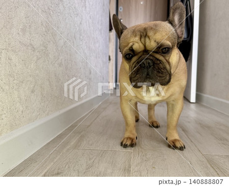 A fawn-colored French bulldog dog in a close-up home environment 140888807