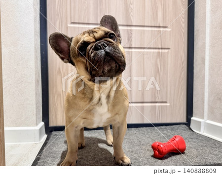 a French bulldog dog of fawn color, young and energetic at home a French bulldog dog of fawn color, young and energetic at home 140888809