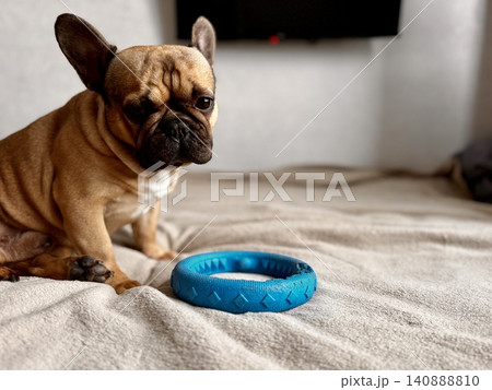 A cute, contented French bulldog of fawn color lies on a bed with a beige bedspread in a close-up home environment A cute, contented French bulldog of fawn color lies on a bed with a beige bedspread in a close-up home environment 140888810