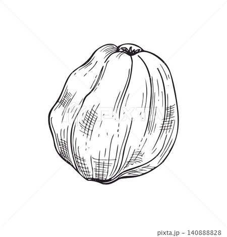 Quince fruit hand drawn illustration. Isolated sketch of ripe organic quince with detailed texture. Harvest concept for culinary, vegan diet, farm market and botanical design element. Quince fruit hand drawn illustration. Isolated sketch of ripe organic quince with detailed texture. Harvest concept for culinary, vegan diet, farm market and botanical design element. 140888828