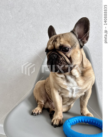 A fawn-colored French bulldog dog in a close-up home environment A fawn-colored French bulldog dog in a close-up home environment 140888835