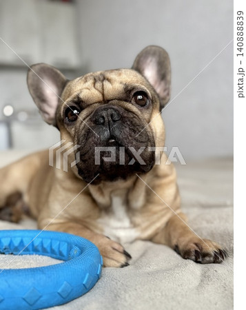 A cute, contented French bulldog of fawn color lies on a bed with a beige bedspread in a close-up home environment A cute, contented French bulldog of fawn color lies on a bed with a beige bedspread in a close-up home environment 140888839
