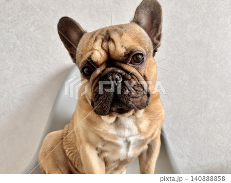 A fawn-colored French bulldog dog in a close-up home environment A fawn-colored French bulldog dog in a close-up home environment 140888858