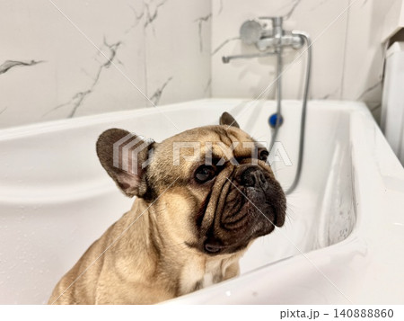 a French bulldog breed dog of fawn color dirty is in the bathroom to wash his paws after a walk a French bulldog breed dog of fawn color dirty is in the bathroom to wash his paws after a walk 140888860
