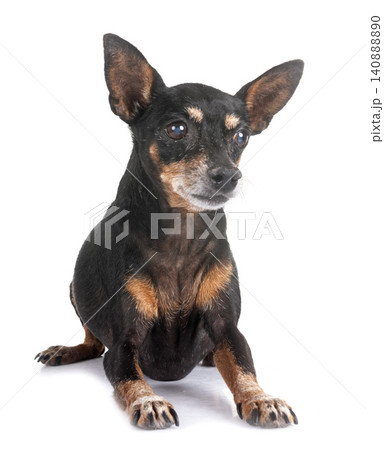 miniature pinscher in studio miniature pinscher in studio 140888890