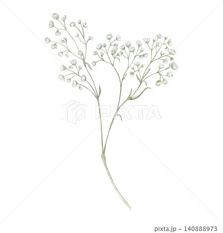 White Gypsophila flower branch watercolor illustration isolated background. Delicate baby breath plant. Floral element for wedding stationery design, invitations, spa decor or save the date cards 140888973
