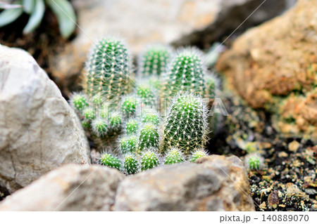 Small cactus cluster growing among rocks 140889070
