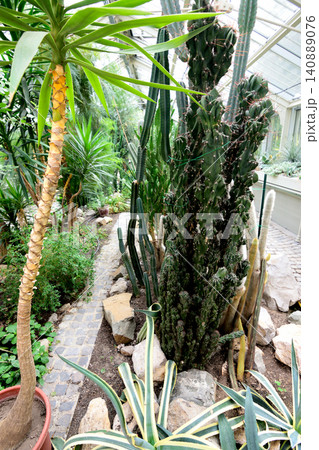 Greenhouse cactus garden with tropical plants Greenhouse cactus garden with tropical plants 140889076