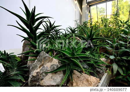 Succulent plants with rocks in bright indoor garden Succulent plants with rocks in bright indoor garden 140889077