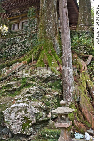 【太龍寺の異株同根】 【太龍寺の異株同根】 140889091