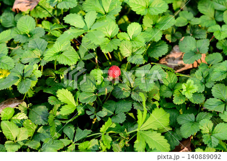 Wild strawberry berry among green leaves 140889092