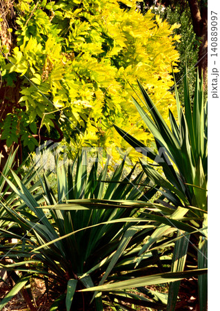 Sunlit garden with spiky plants and yellow foliage Sunlit garden with spiky plants and yellow foliage 140889097