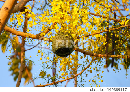 Weaver Bird Nest Hanging on Golden Shower Tree with Blooming Yellow Flowers Against Blue Sky Weaver Bird Nest Hanging on Golden Shower Tree with Blooming Yellow Flowers Against Blue Sky 140889117
