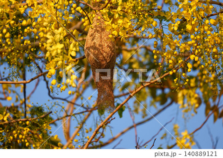 Weaver Bird Nest Hanging on Golden Shower Tree with Blooming Yellow Flowers Against Blue Sky Weaver Bird Nest Hanging on Golden Shower Tree with Blooming Yellow Flowers Against Blue Sky 140889121