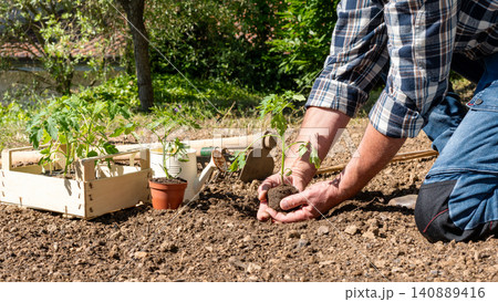 Planting tomato seedlings in the ground by hand. Agriculture. 140889416