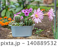 サボテン 大豪丸の満開の花 140889532