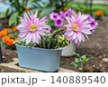 サボテン 大豪丸の満開の花 140889540