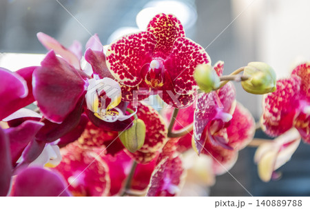 Floral macro photography. Flora and nature closeup. Pink orchid flower. Floral nature. Orchid flower bright color. Flowering nature. Orchid flower pink color. Blooming flowers Floral macro photography. Flora and nature closeup. Pink orchid flower. Floral nature. Orchid flower bright color. Flowering nature. Orchid flower pink color. Blooming flowers 140889788
