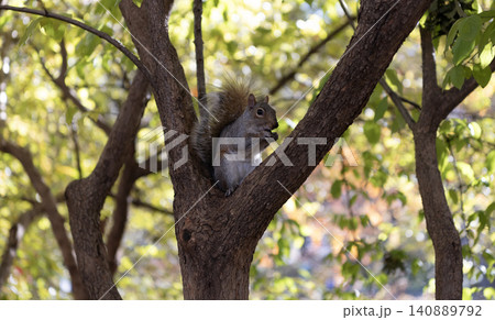 Squirrel on the tree. Rodent animal fauna. Autumn scene with Sciurus rodent animal. Wildlife nature. Gray squirrel in forest. Eastern gray squirrel outdoor. Wild animal in nature. Rodent habitat Squirrel on the tree. Rodent animal fauna. Autumn scene with Sciurus rodent animal. Wildlife nature. Gray squirrel in forest. Eastern gray squirrel outdoor. Wild animal in nature. Rodent habitat 140889792