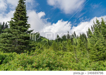 Green forest wood landscape in mountain. Nature of mixed forest. Landscape of scenery nature. Scenic landscape of woodland. Hill landscape with forest. Nature of mountain forest. Picturesque view 140889796