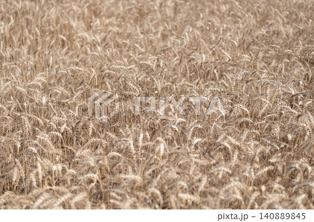 Farming crop field. Wheat flied at rural countryside. Agricultural landscape. Crop countryside field. Agrobusiness. Ripe wheat harvest. Agriculture and farming. Barley ear spikelet Farming crop field. Wheat flied at rural countryside. Agricultural landscape. Crop countryside field. Agrobusiness. Ripe wheat harvest. Agriculture and farming. Barley ear spikelet 140889845