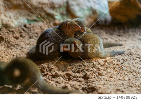 dwarf mongoose group in sand burrow african wildlife animals dwarf mongoose group in sand burrow african wildlife animals 140889925