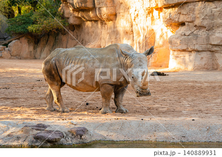 white rhinoceros standing in zoo enclosure african wildlife animal 140889931
