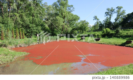 Small pond almost completely covered with vivid red duckweed or aquatic fern. 140889986