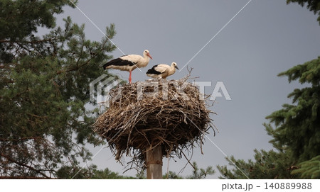 Two white storks stand together on a large twig nest atop a raised platform. Two white storks stand together on a large twig nest atop a raised platform. 140889988