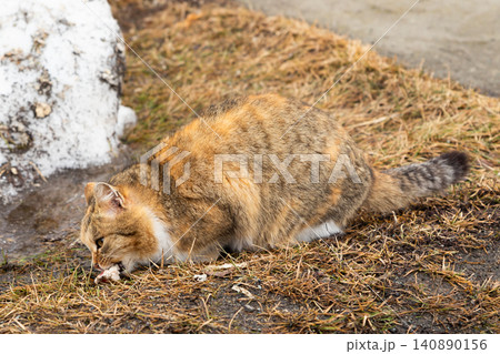 Feral calico cat feeding on dry grass with patches of snow and ice in the background Feral calico cat feeding on dry grass with patches of snow and ice in the background 140890156