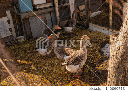 group of domestic gray greylag geese walk around the yard on the straw in the rays of the sun group of domestic gray greylag geese walk around the yard on the straw in the rays of the sun 140890218