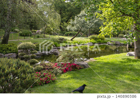 Azalea blossom and pond and Himalayan pines -landscape view of Kyoto Garden in Holland Park ,during a sunny spring day of mid May Azalea blossom and pond and Himalayan pines -landscape view of Kyoto Garden in Holland Park ,during a sunny spring day of mid May 140890386