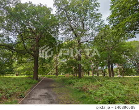 Powerful oak trees in  park in England 140890389