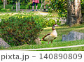 An colorful  Egyptian goose in a pond at the Kyoto Japanese Garden in London in Holland park in May 140890809