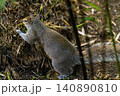 A squirrel eating sweet  food whick I give it in the Japanese Garden. 140890810