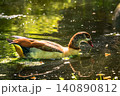 An Egyptian goose in a pond at the Kyoto Japanese Garden in London. 140890812