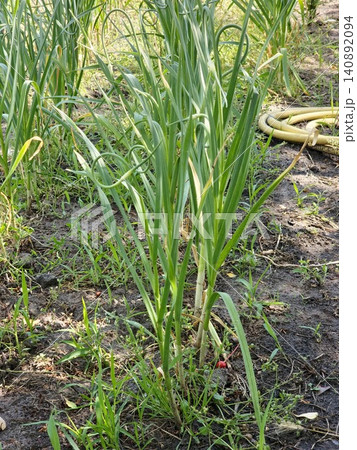 Healthy Garlic Plants Growing in an Organic Kitchen Garden Healthy Garlic Plants Growing in an Organic Kitchen Garden 140892094