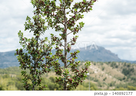 Vibrant hawthorn berries with rolling hills and mountain in the background Vibrant hawthorn berries with rolling hills and mountain in the background 140892177