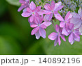 紫陽花 140892196