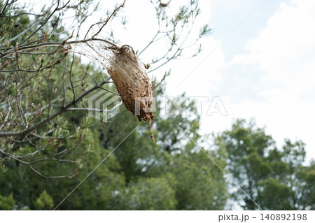 Intricately woven caterpillar nest on pine tree branch in natural forest setting 140892198