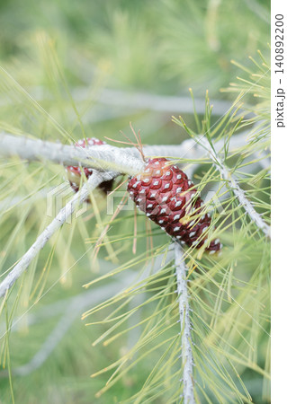 Close-up of pine cones on evergreen branch with soft green needle background Close-up of pine cones on evergreen branch with soft green needle background 140892200