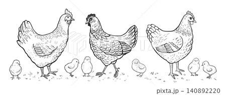 Sketch hen chick set hand drawn rooster chicken baby chicks vintage doodle style rustic design Sketch hen chick set hand drawn rooster chicken baby chicks vintage doodle style rustic design 140892220
