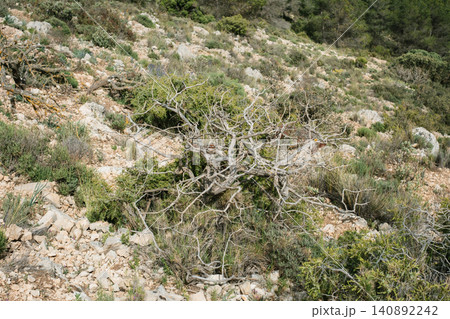 Arid landscape with dry shrub and rocky terrain in mediterranean region 140892242
