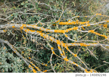 Vibrant lichen on tree branches in a natural forest setting 140892246