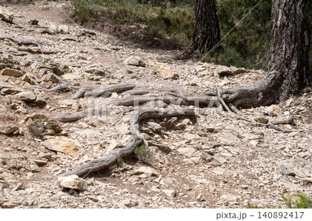 Gnarled tree roots over rocky terrain on a forest trail Gnarled tree roots over rocky terrain on a forest trail 140892417